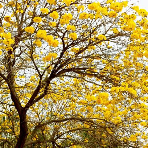 春风挡不住 百花上枝头