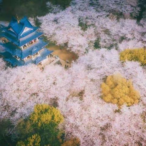 烟雨江南·樱桃之恋  无锡鼋头渚赏樱休闲摄影纯玩双卧4日游