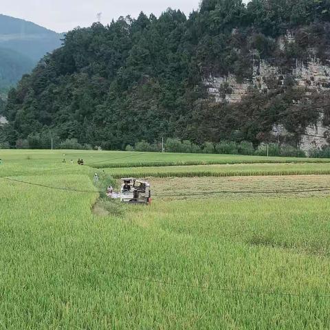 新建镇多举措加快秋收秋种进度