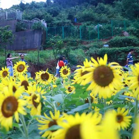 万华园里竞芬芳--记郴州市高中美术教师专业能力提升培训郴州市一中南校区（郴州市十五中）交流活动