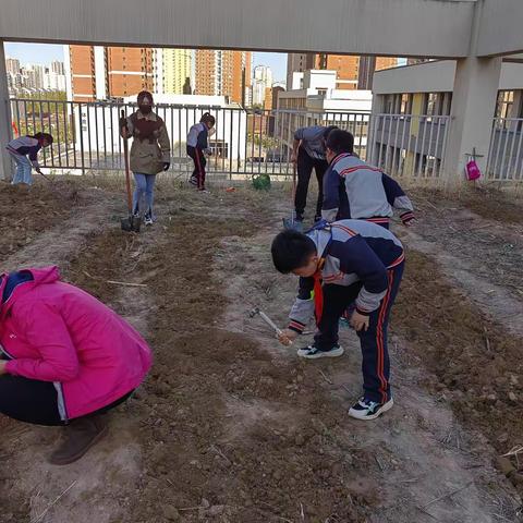 捽草杷土，手足胼胝——保定市新秀学校小学部“绿新秀”项目式融合课程（耕地篇）