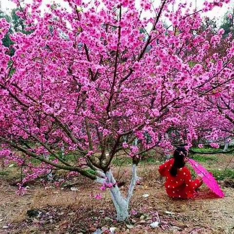 时光不语，静待花开