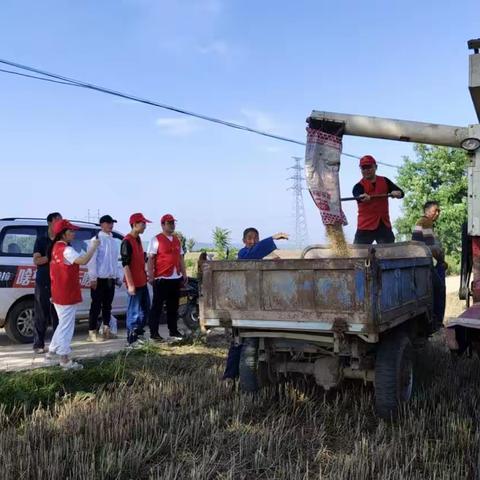 帮助小麦抢收  确保夏粮归仓——洛宁移动公司在行动