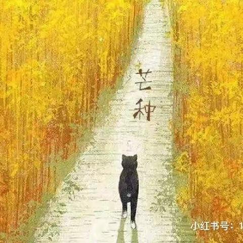 【菠萝班】二十四节气—— 芒种