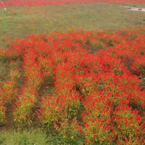 花海延庆——2018.09.11