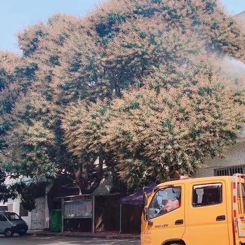 芒果树“节育”消除 “甜蜜炸弹”💣