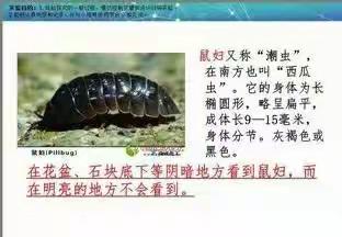 光是否会影响鼠妇分布