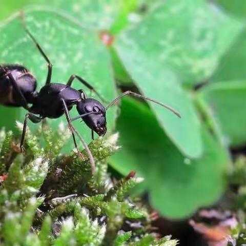 2310班闵紫茹生物调查报告