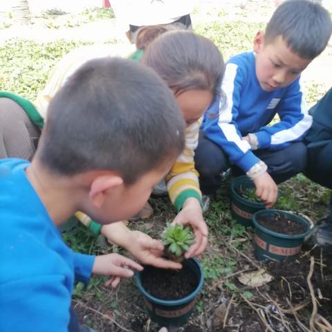 我是小小花匠——周至县富仁镇恒州小学劳动教育“植绿护绿  装扮校园”活动