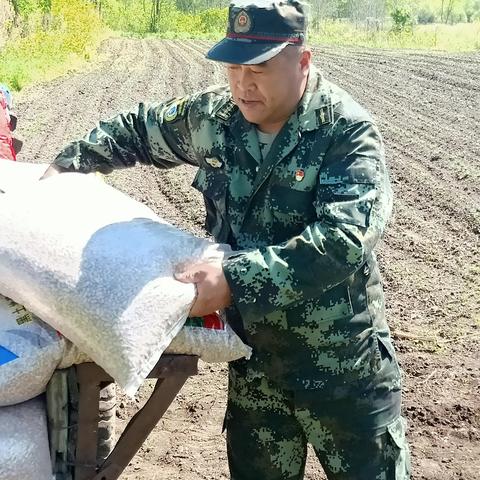 红星林场“双增”主营项目——芸豆种植