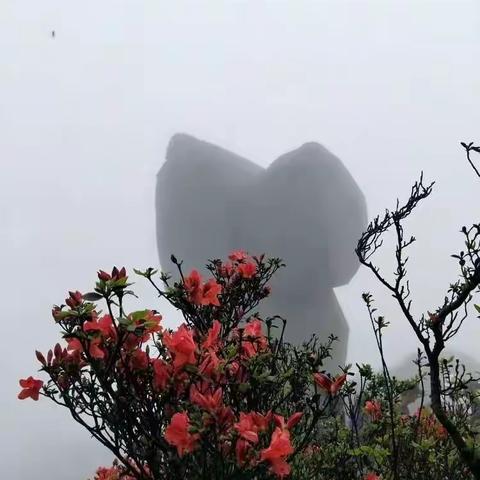 大自然的美丽人生
