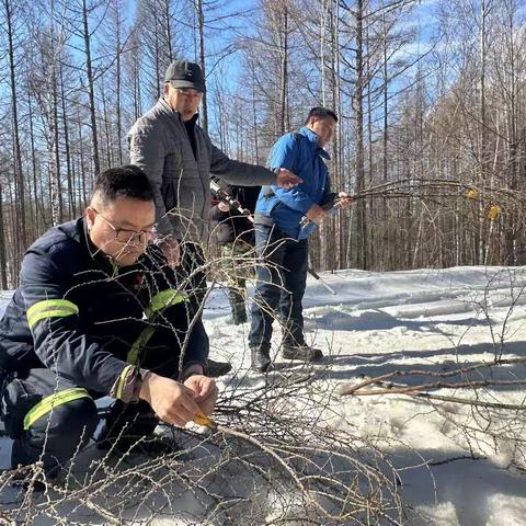 新林林场做好花枝水培工作