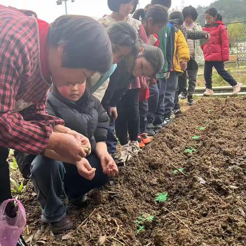 劳动实践促成长  生姜种植欢乐多——浦江县金融希望小学201班劳动实践活动