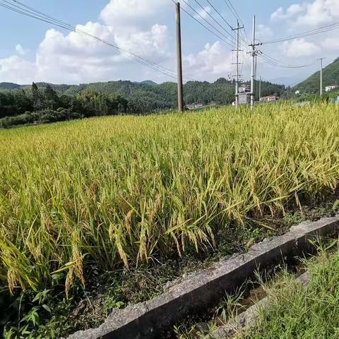 东坪中学2313闵梓婷生物调查