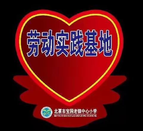 小小的肩膀，大大的力量——宝国老中心小学劳动实践基地活动纪实
