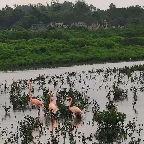 【志成学校1703班“无作业日”】@寻找自然之美