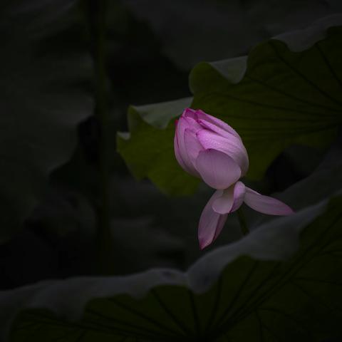 雨荷