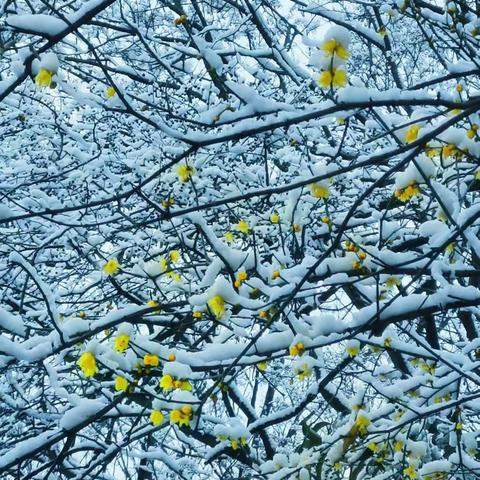 南京寻雪记