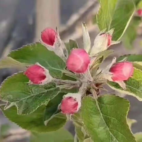 🌸 苹果花粉快讯🍎