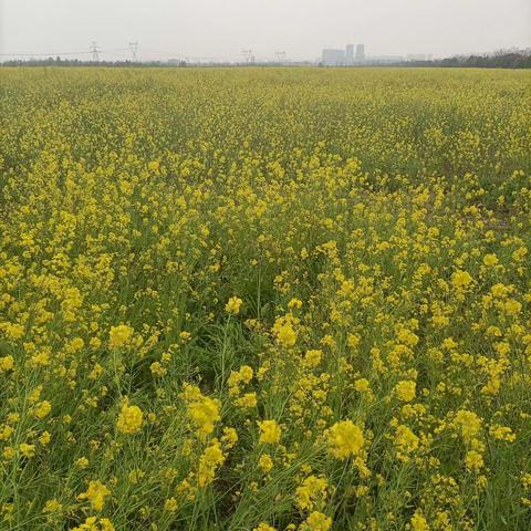 踏青赏花+摘草莓+码头潭遗址公园纯玩一日游