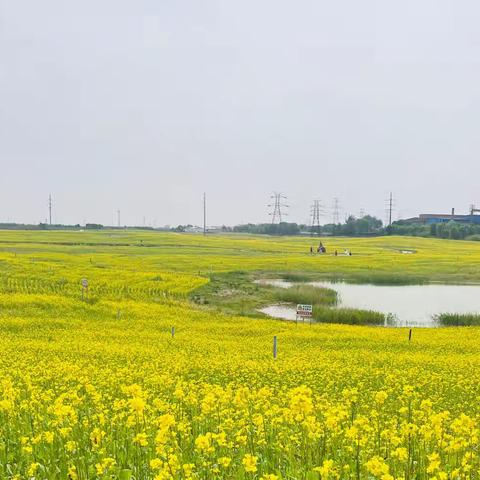 油菜花香一片金