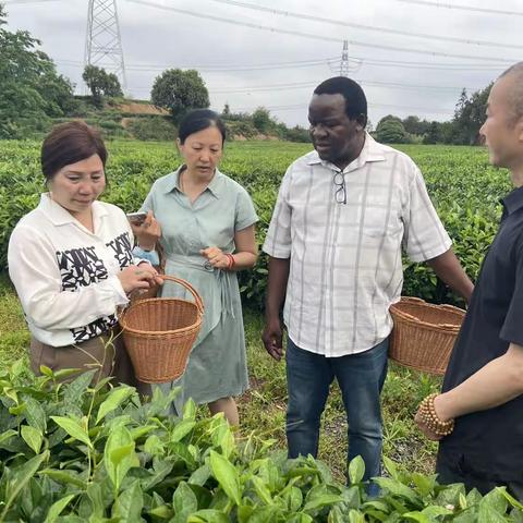 国际茶日，津巴布韦公使到长沙县路口镇考察茶业企业