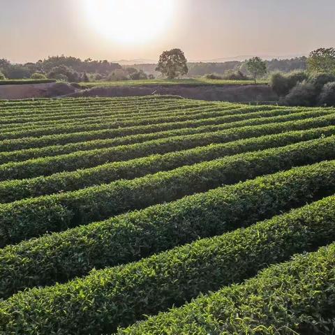 明月茶文化研学休闲基地