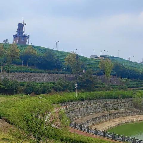 采茶知茶趣，闻茶悟茶道——回浦实验小学四（4）中队 开启羊岩山研学之旅！