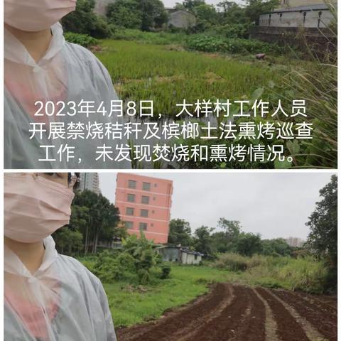 大样村秸秆禁烧及槟榔土法熏烤巡查工作小结