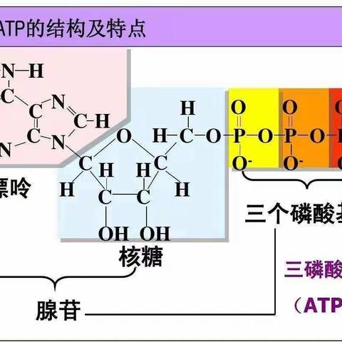 植物能量之源:“采法特三磷酸腺苷”