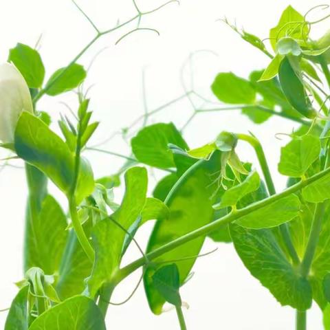 【识万物 悟生命】—— 高一研究性学习  豌豆的种植与观察