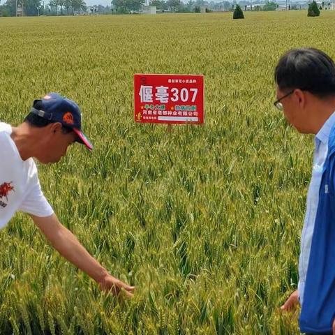 大口镇乡贤返乡专栏——村企结对 培育新种 助力乡村振兴