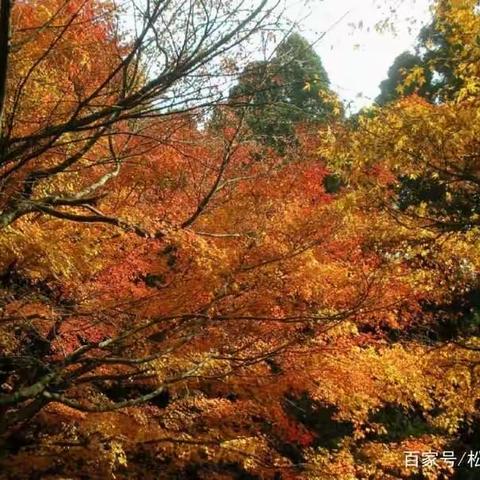 庐山植物园一日游