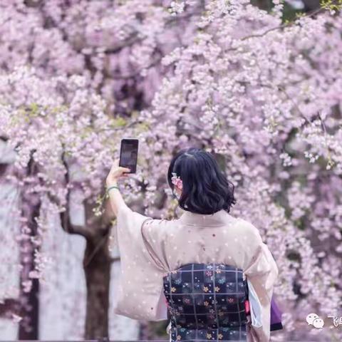 京都观赏最美金秋+高野山圣地清修巡礼