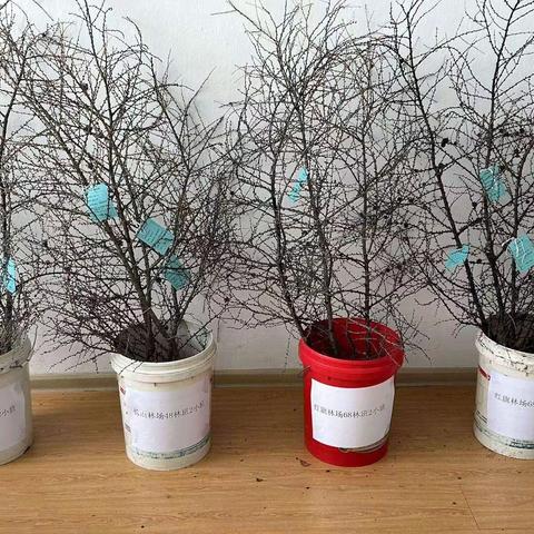 阿木尔林业局种苗站开展兴安落叶松结实预测预报工作