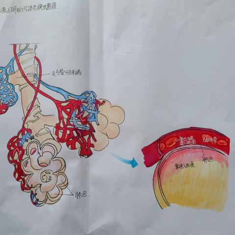 发现生命之美，提升学科素养－我校七年级生物作图比赛圆满结束