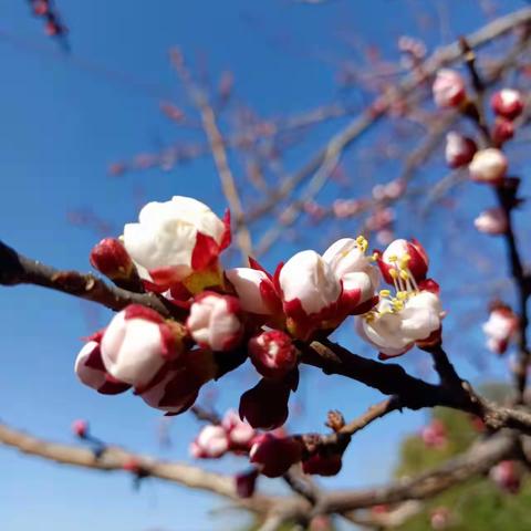 又是一年桃李芬芳时——记武海小学“大学习、大练兵、大提升”之学习进行时