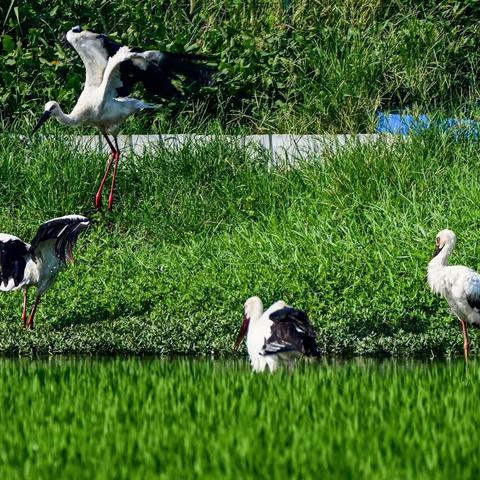 如  皋  东  方  白  鹳  成  长  记