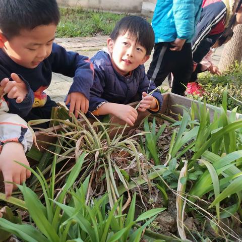 福娃幼儿园星星四班-植树节