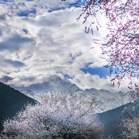 美丽的回忆——林芝桃花沟