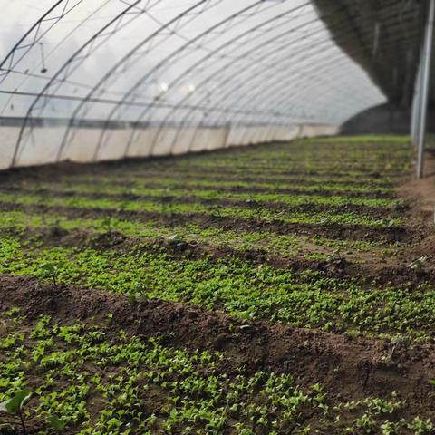 裕鲜蔬菜基地掠影