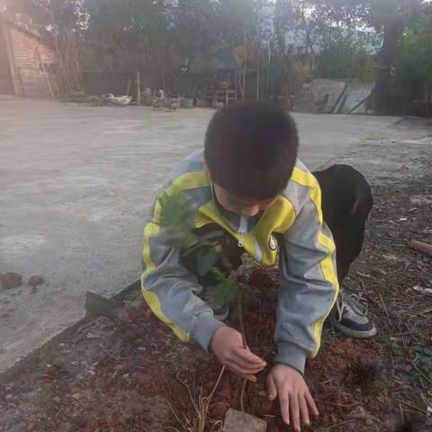 春风十里，不如植树有你——上埠镇第二中学开展植树节活动