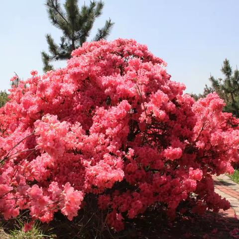 花开遍满山 最美横山红