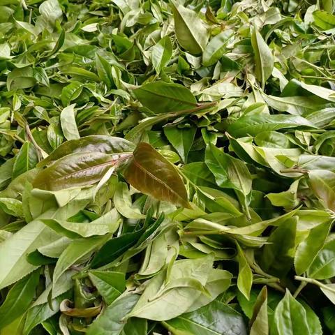 普洱茶为什么只采春茶和秋茶