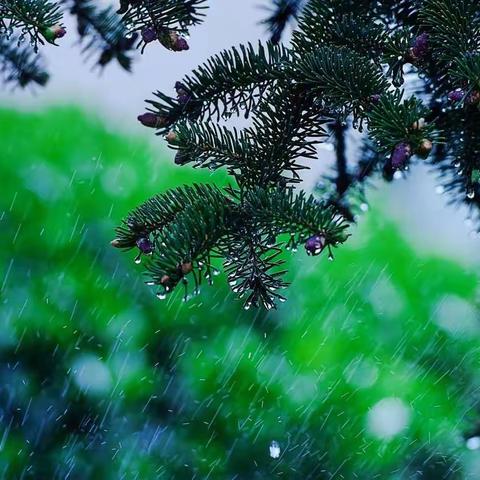 不误农时，冒雨前行—涉县供销社在行动