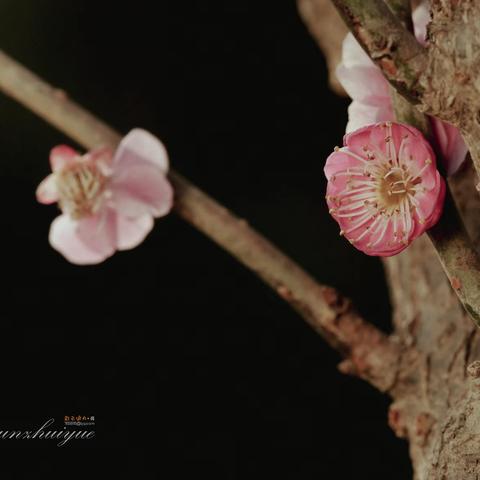 红梅花儿开