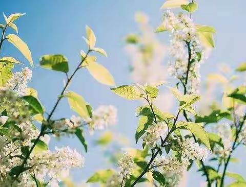 向青草更青处漫溯--鲁公小学二年级集体教研活动