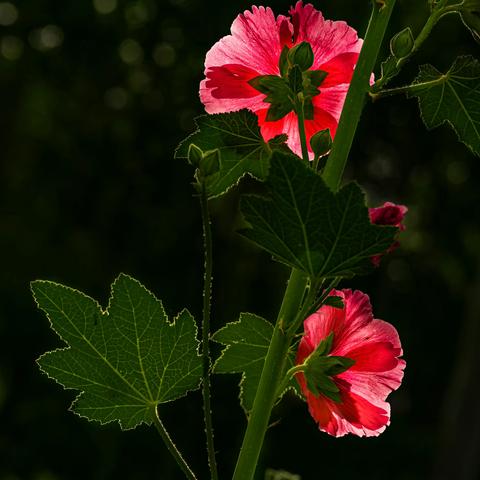 一花一世界，一叶一菩提（花卉类）