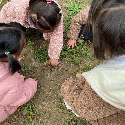 小青菜，快快长