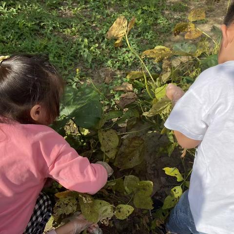 萝卜青菜，中三关爱